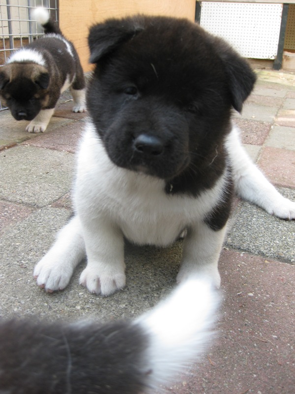 Puppies